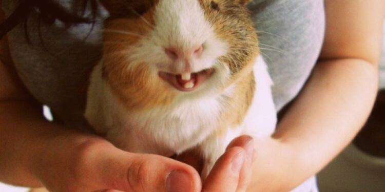 Est-ce que les cochons d'Inde mange la Mâche ?