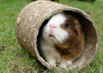 Est-ce que les cochons d'Inde mangent les feuilles de chou-fleur ?