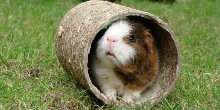 Est-ce que les cochons d'Inde mangent les feuilles de chou-fleur ?