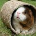Est-ce que les cochons d'Inde mangent les feuilles de chou-fleur ?