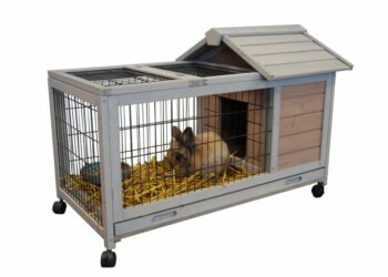 Est-ce que les cochons d'Inde peuvent avoir froid ?