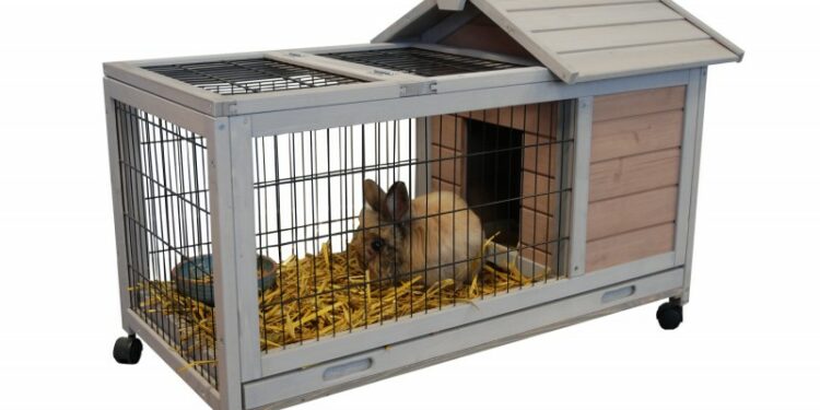 Est-ce que les cochons d'Inde peuvent avoir froid ?