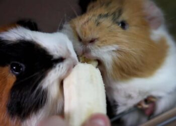 Est-ce que les cochons d'Inde peuvent dormir les yeux ouverts ?