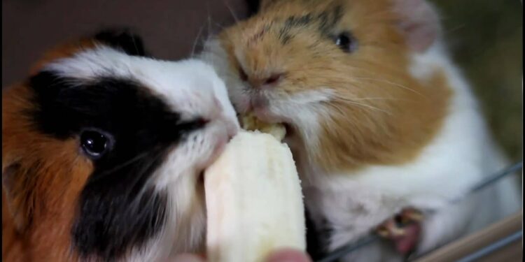 Est-ce que les cochons d'Inde peuvent dormir les yeux ouverts ?