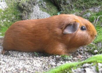 Est-ce que les cochons d'Inde peuvent dormir les yeux ouverts ?