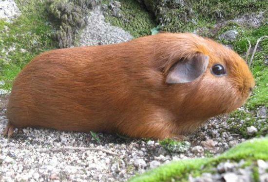 Est-ce que les cochons d'Inde peuvent dormir les yeux ouverts ?