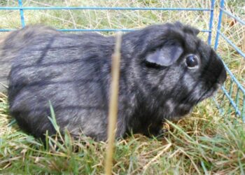 Est-ce que les cochons d'Inde peuvent dormir les yeux ouverts ?