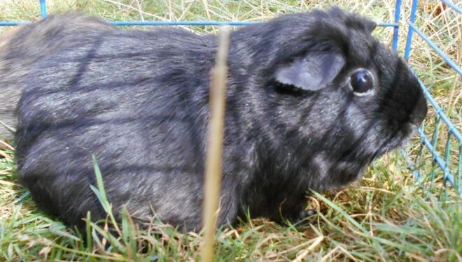 Est-ce que les cochons d'Inde peuvent dormir les yeux ouverts ?