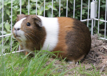 Est-ce que les cochons d'Inde peuvent manger de la Mâche ?