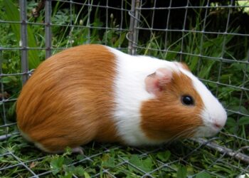 Est-ce que les cochons d'Inde peuvent manger des épluchures de pommes ?