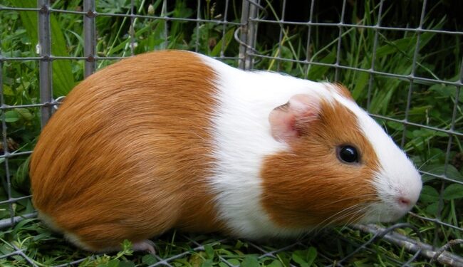 Est-ce que les cochons d'Inde peuvent manger des épluchures de pommes ?