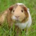 Est-ce que les cochons d'Inde peuvent manger des épluchures de pommes ?