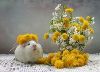 Est-ce que les cochons d'Inde peuvent manger des pâquerettes ?