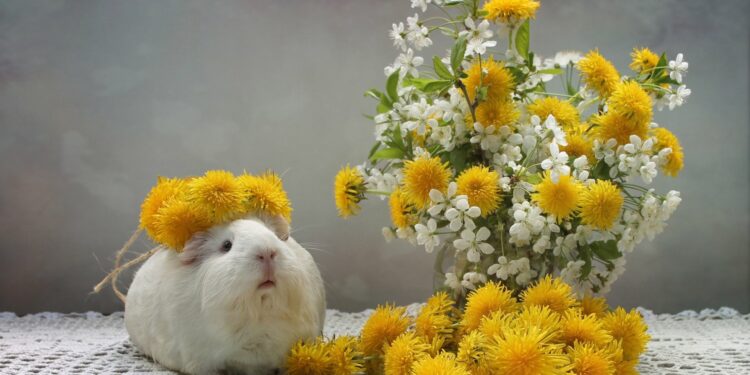 Est-ce que les cochons d'Inde peuvent manger des pâquerettes ?