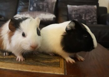 Est-ce que les cochons d'Inde sont gentils ?