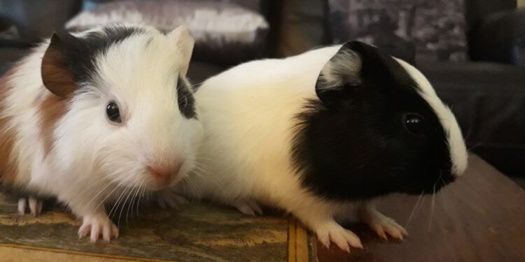 Est-ce que les cochons d'Inde sont gentils ?