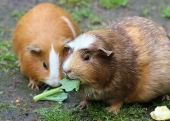 Est-ce que les cochons d'Inde sont gentils ?