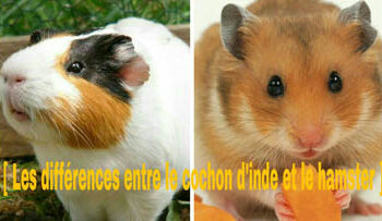 Est-ce que les cochons d'Inde sont intelligents ?