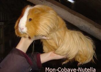 Est-ce que les cochons d'Inde sont intelligents ?