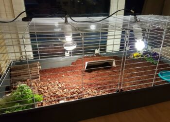 Est-ce que les cochons d'indes sentent mauvais ?