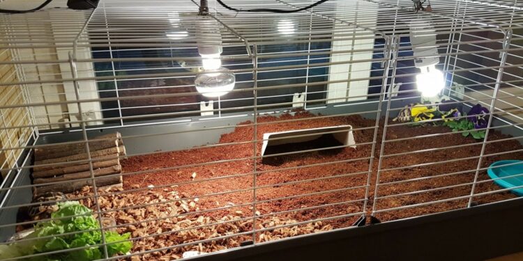 Est-ce que les cochons d'indes sentent mauvais ?