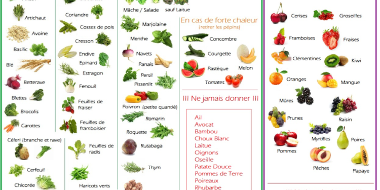 Est-ce que les cochons mangent de la salade ?