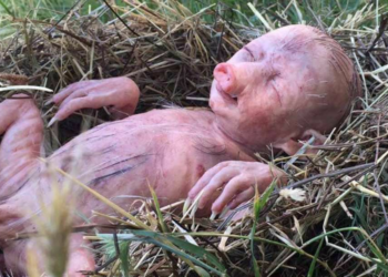 Est-ce que les cochons mangent leurs excréments ?