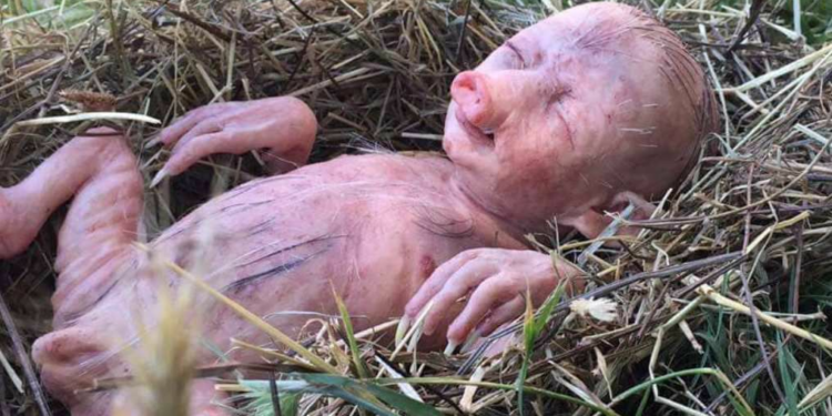 Est-ce que les cochons mangent leurs excréments ?