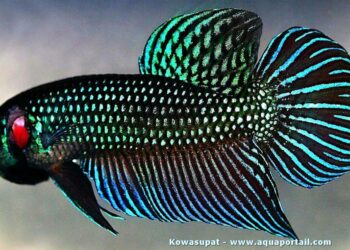 Est-ce que les combattants ont besoin de lumière ?