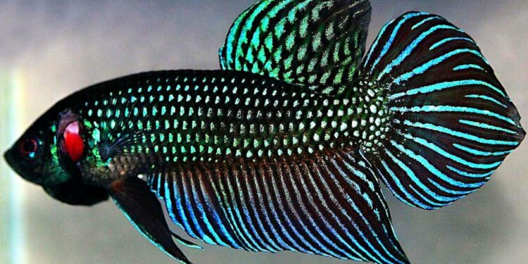 Est-ce que les combattants ont besoin de lumière ?