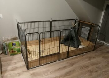 Est-ce que les copeaux de bois sont bien pour les lapins ?