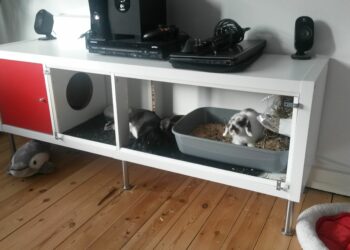 Est-ce que les copeaux de bois sont bien pour les lapins ?