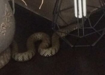 Est-ce que les couleuvres sont dangereux ?