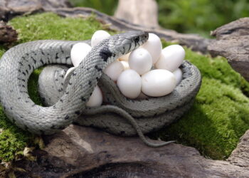 Est-ce que les couleuvres sortent la nuit ?