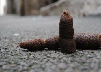 Est-ce que les crottes de chien peuvent servir d'engrais ?