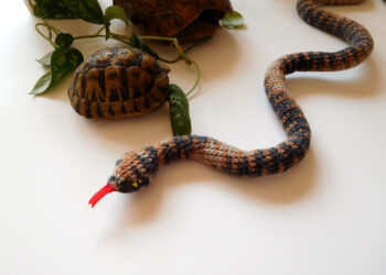 Est-ce que les dents d'un serpent repousse ?