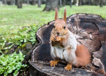 Est-ce que les écureuil attaque ?
