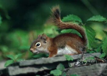 Est-ce que les écureuils sont herbivores ?