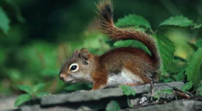 Est-ce que les écureuils sont herbivores ?