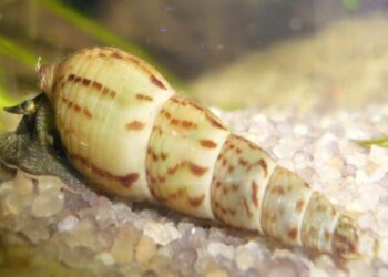Est-ce que les escargots d'aquarium mangent les plantes ?