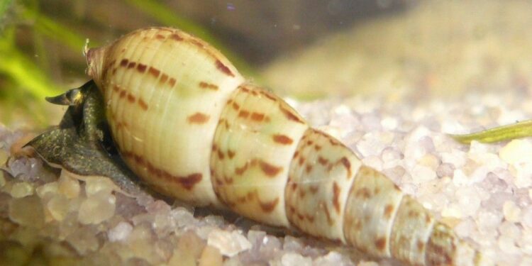 Est-ce que les escargots d'aquarium mangent les plantes ?