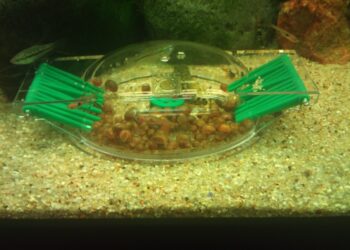 Est-ce que les escargots d'aquarium mangent les plantes ?