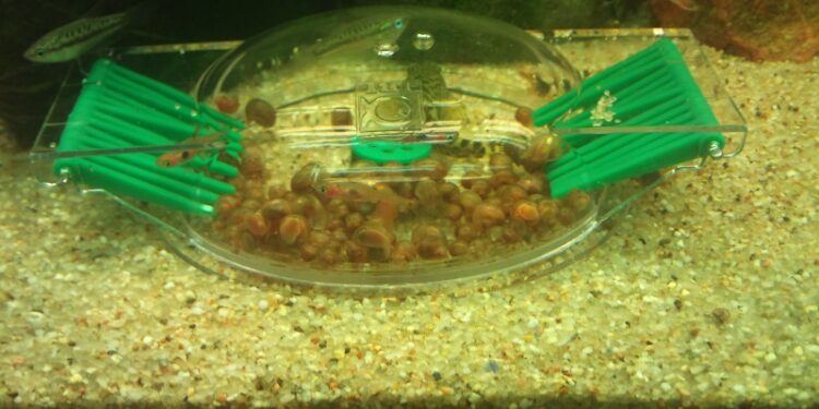 Est-ce que les escargots d'aquarium mangent les plantes ?