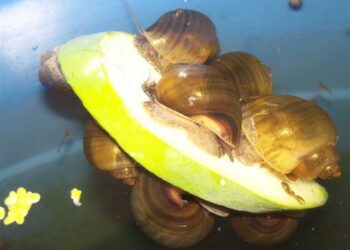 Est-ce que les escargots d'aquarium mangent les plantes ?