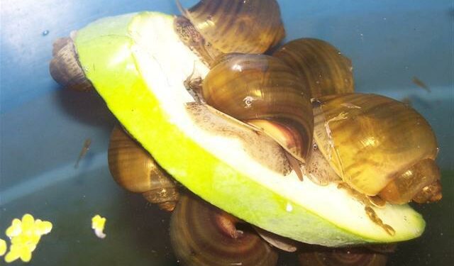 Est-ce que les escargots d'aquarium mangent les plantes ?