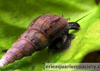 Est-ce que les escargots sont dangereux ?