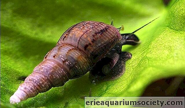 Est-ce que les escargots sont dangereux ?