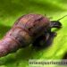 Est-ce que les escargots sont dangereux ?
