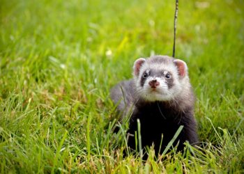 Est-ce que les furet aime se baigner ?
