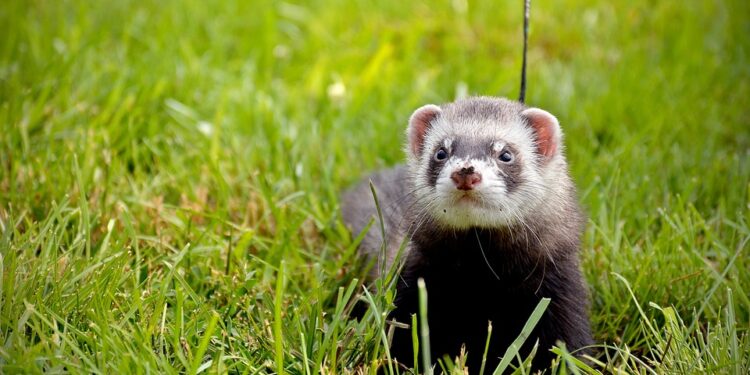 Est-ce que les furet aime se baigner ?